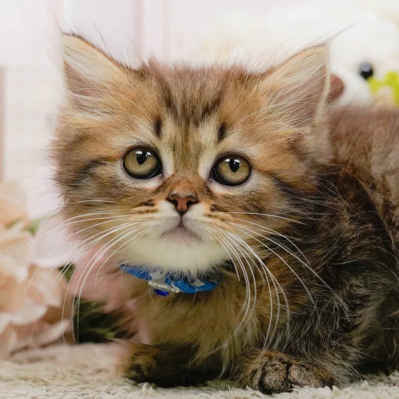 ラガマフィンの子猫 オス ブラウンタビー - パピーヴィレッジ コノハズク - 写真1
