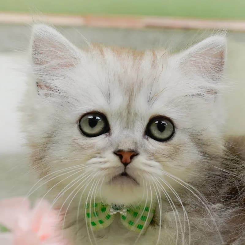 ラガマフィンの子猫 オス シルバータビー - パピーヴィレッジ コノハズク - 写真1