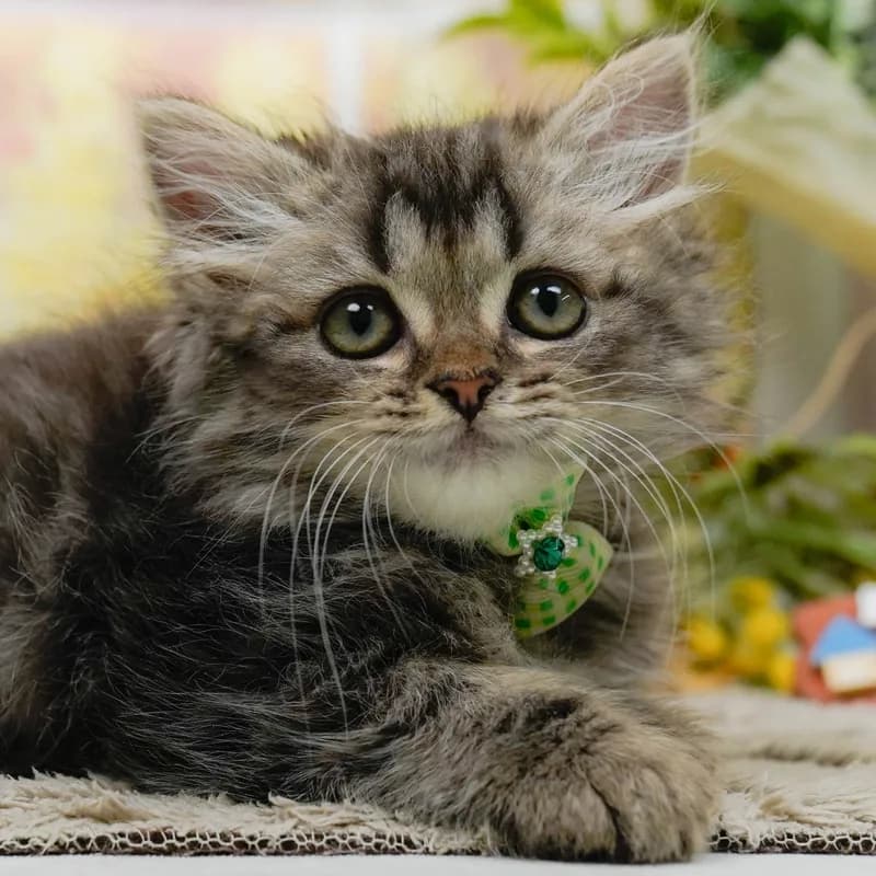 ラガマフィンの子猫 オス ブラウンタビー - パピーヴィレッジ コノハズク - 写真1
