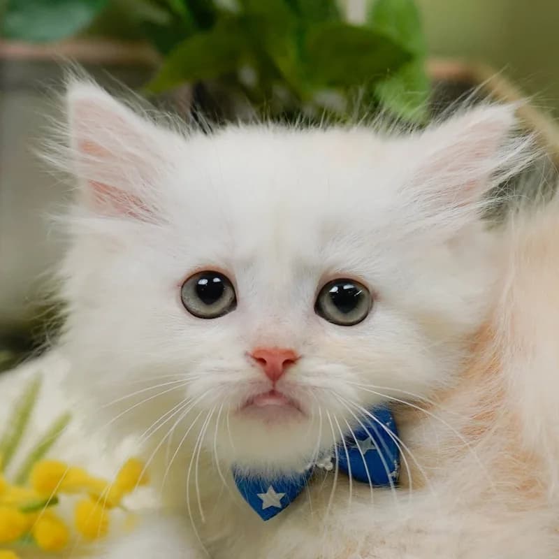 ラガマフィンの子猫 オス クリームタビー - パピーヴィレッジ コノハズク - 写真1