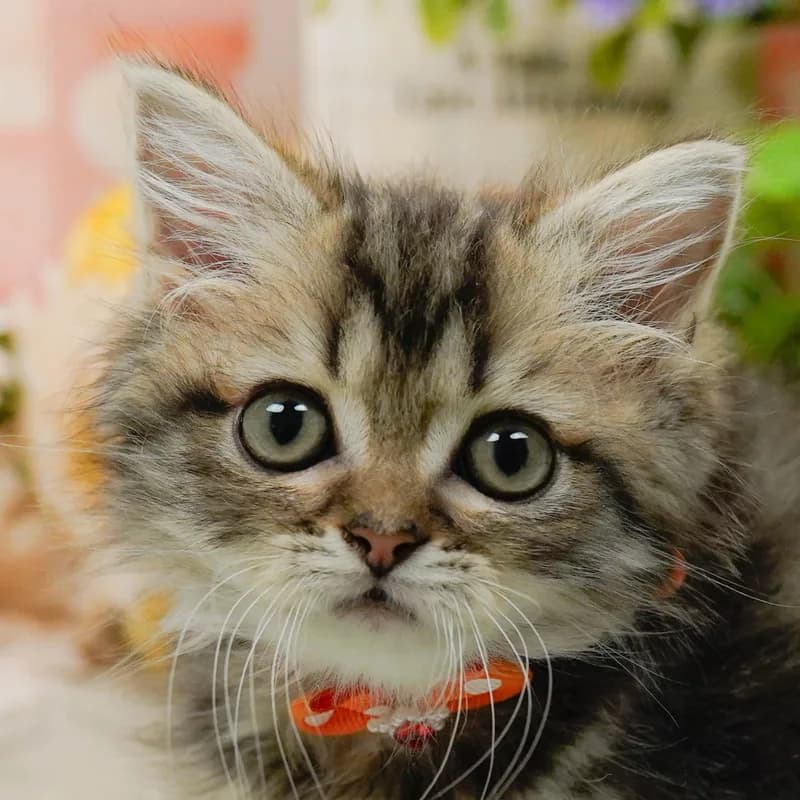 ラガマフィンの子猫 オス ブラウンタビー - パピーヴィレッジ コノハズク - 写真1