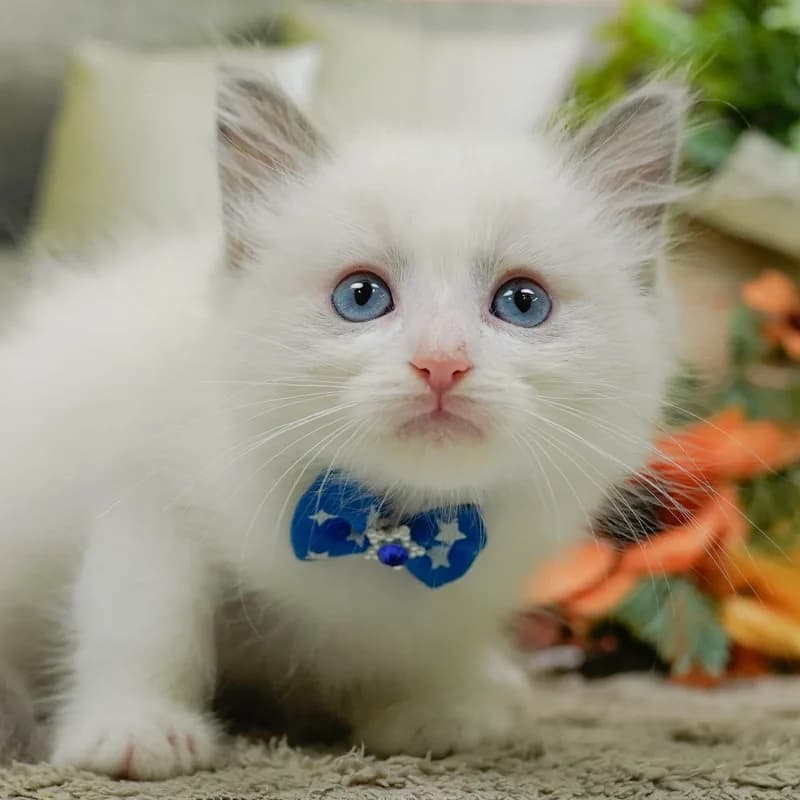 ラグドールの子猫 オス シールポイントバイカラー - パピーヴィレッジ コノハズク - 写真1