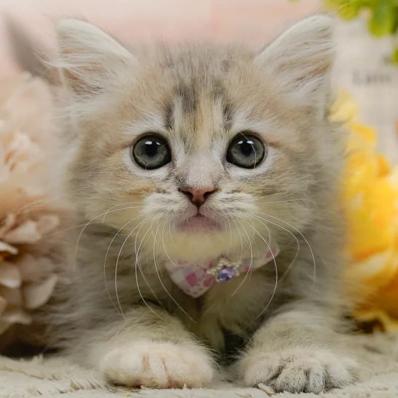 サイベリアンの子猫 メス ブルータビー - パピーヴィレッジ コノハズク - 写真1