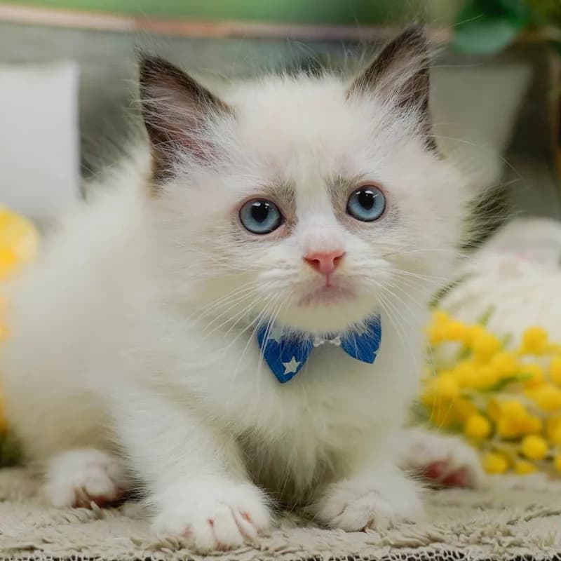 ラグドールの子猫 オス シールポイントバイカラー - パピーヴィレッジ コノハズク - 写真1