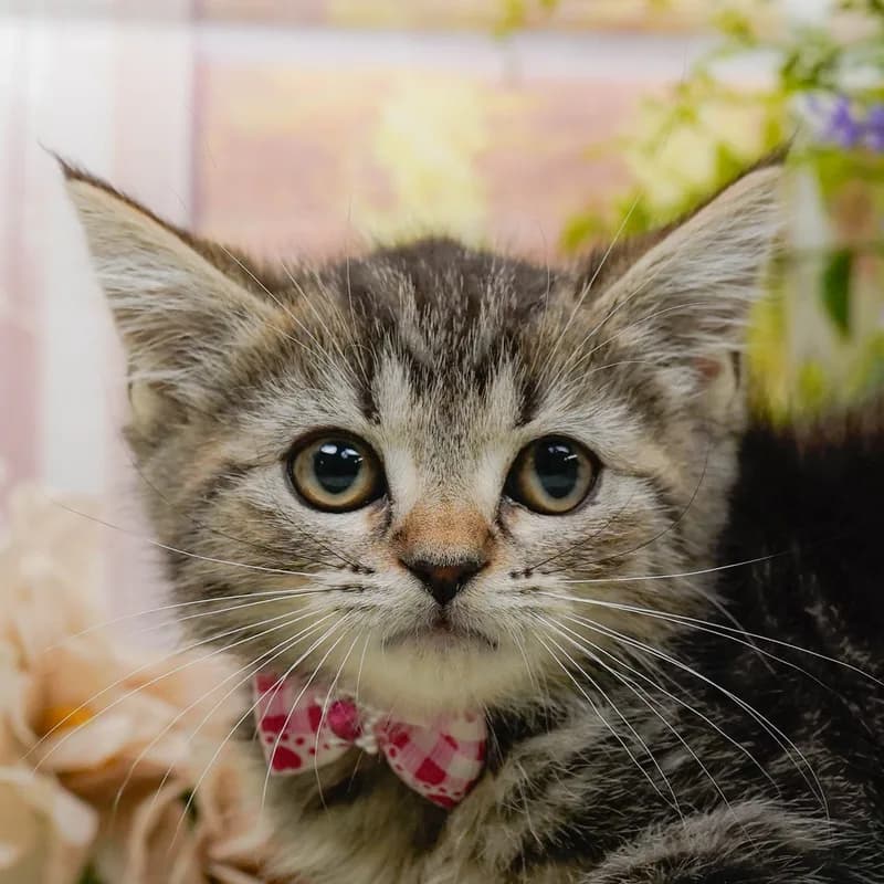 マンチカンの子猫 メス ブラウンタビー - パピーヴィレッジ コノハズク - 写真1