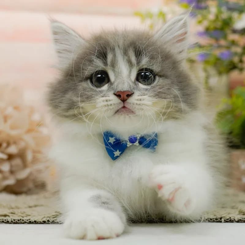 マンチカンの子猫 オス ブルータビー&ホワイト - パピーヴィレッジ コノハズク - 写真1