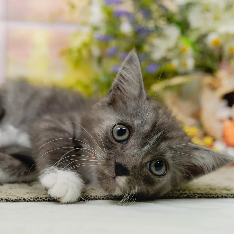 マンチカンの子猫 オス シルバータビー&ホワイト - パピーヴィレッジ コノハズク - 写真1