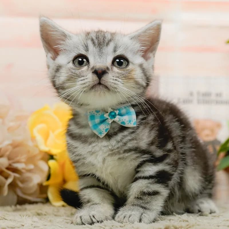 マンチカンの子猫 オス シルバータビー - パピーヴィレッジ コノハズク - 写真1