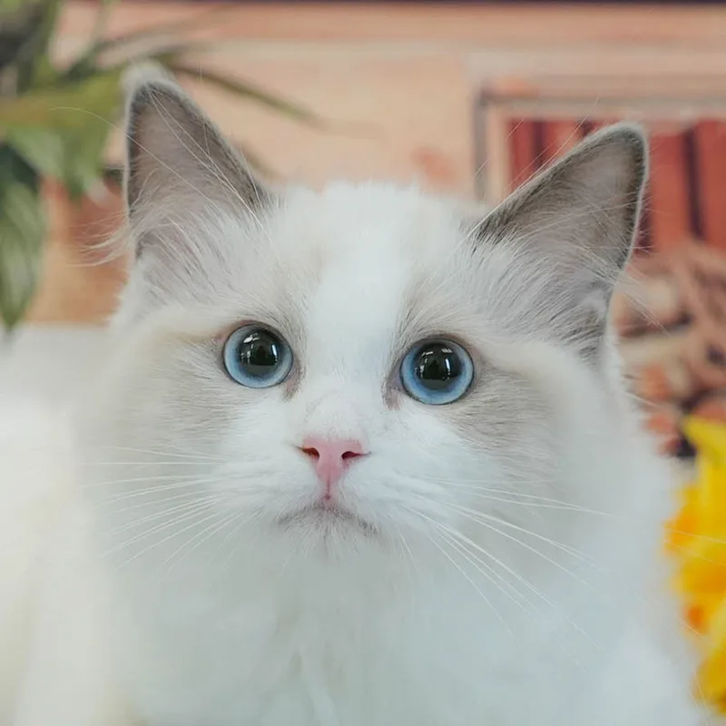 ラグドールの子猫 メス ブルーポイントバイカラー