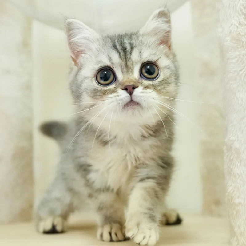 ミヌエットの子猫 オス シルバータビー