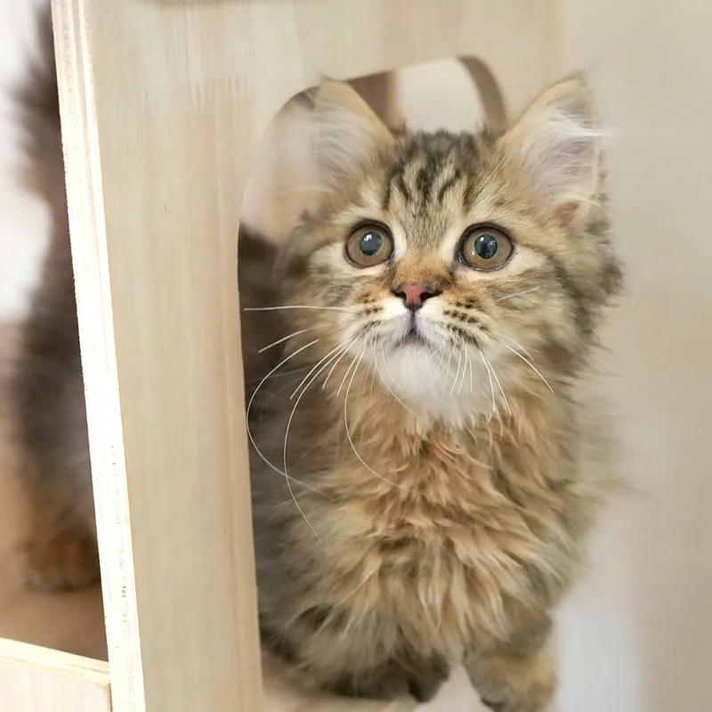マンチカンの子猫 メス ブラウンタビー - パピーヴィレッジ シラコバト - 写真1