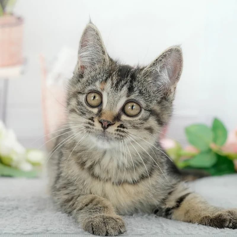 マンチカンの子猫 メス ブラウンパッチドタビー