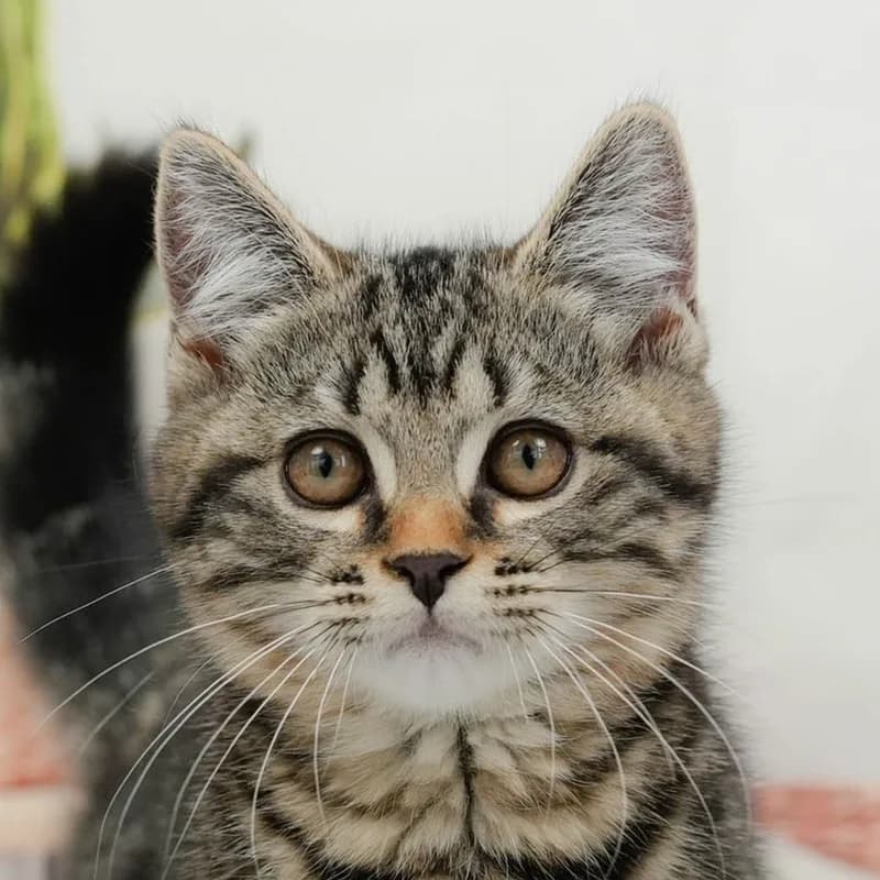 マンチカンの子猫 オス ブラウンタビー