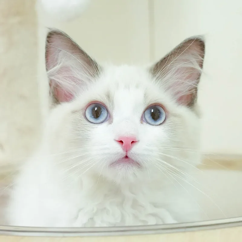 ラグドールの子猫 オス ブルーポイントバイカラー