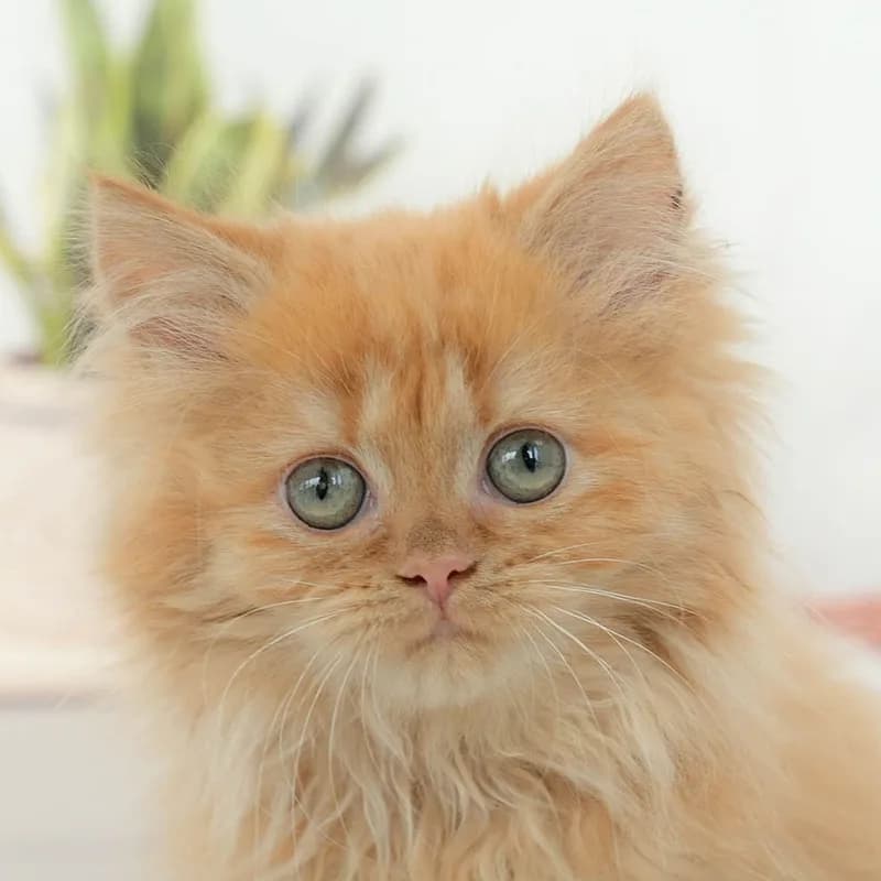 サイベリアンの子猫 メス レッドタビー - パピーヴィレッジ ユリカモメ - 写真1
