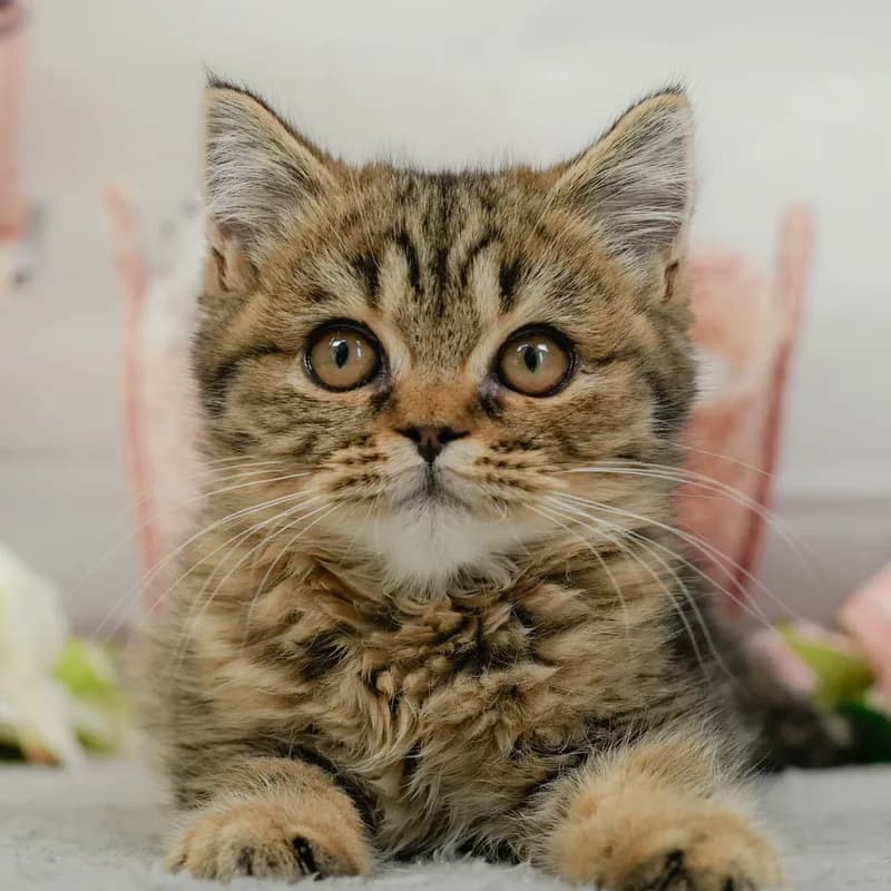 マンチカンの子猫 オス ブラウンタビー - パピーヴィレッジ アトロ - 写真1
