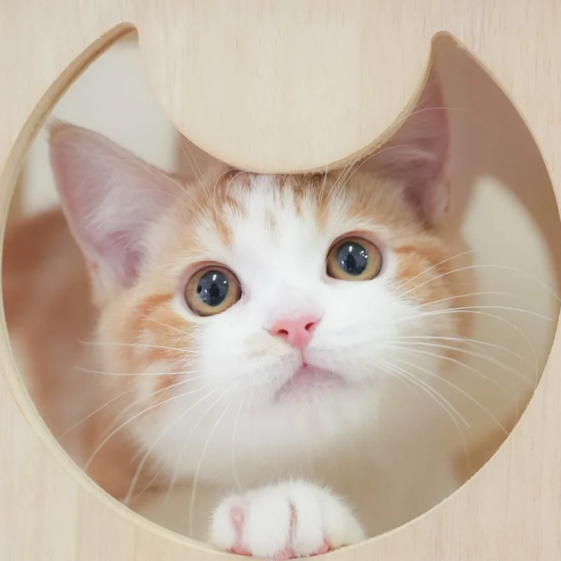 マンチカンの子猫 オス レッドタビー&ホワイト - パピーヴィレッジ シラコバト - 写真1