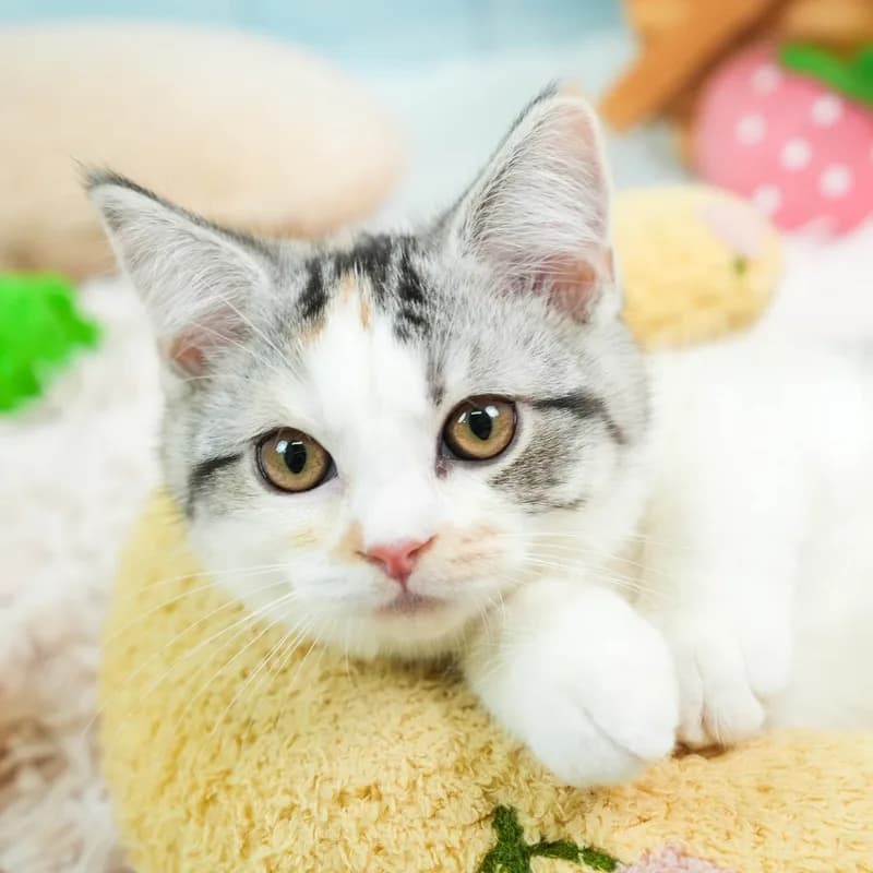 マンチカンの子猫 メス シルバーパッチドタビー&ホワイト