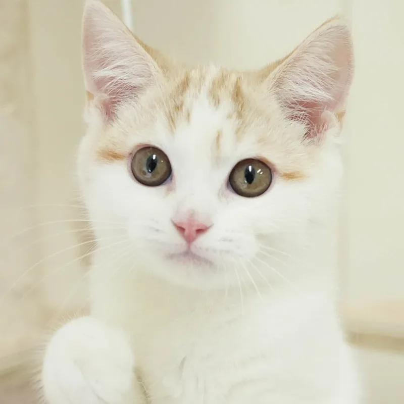 マンチカンの子猫 メス レッドタビー&ホワイト