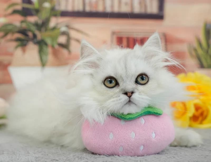 ミヌエットの子猫 オス チンチラシルバー