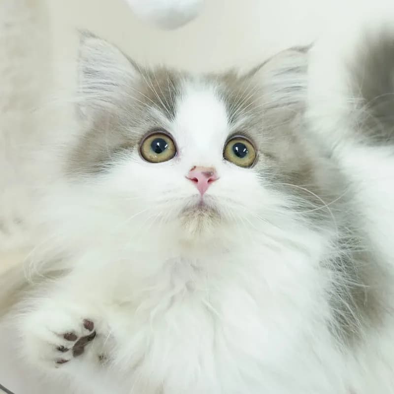 ミックスの子猫 オス ブルー&ホワイト - パピーヴィレッジ シラコバト - 写真1