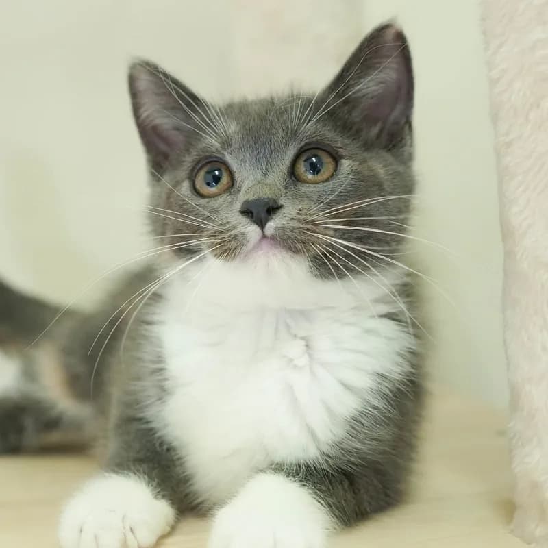 ミックス(血統書不要)の子猫 メス ブルークリーム&ホワイト - パピーヴィレッジ シラコバト - 写真1