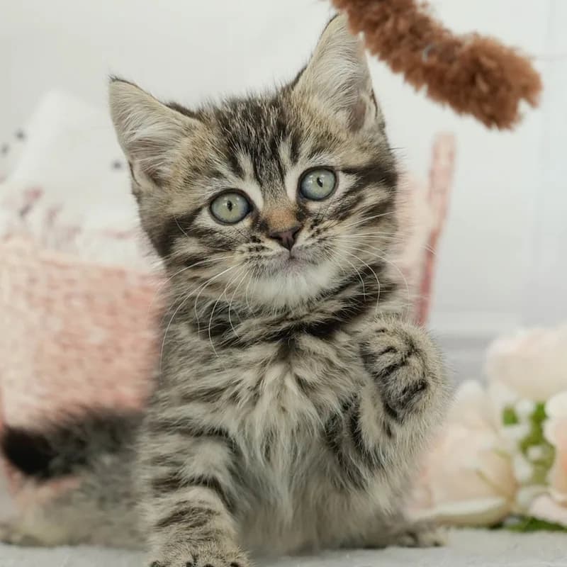 マンチカンの子猫 オス ブラウンタビー - パピーヴィレッジ ユリカモメ - 写真1