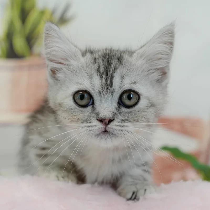 マンチカンの子猫 メス シルバーパッチドタビー