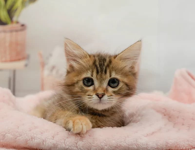 ミヌエットの子猫 メス ブラウンタビー