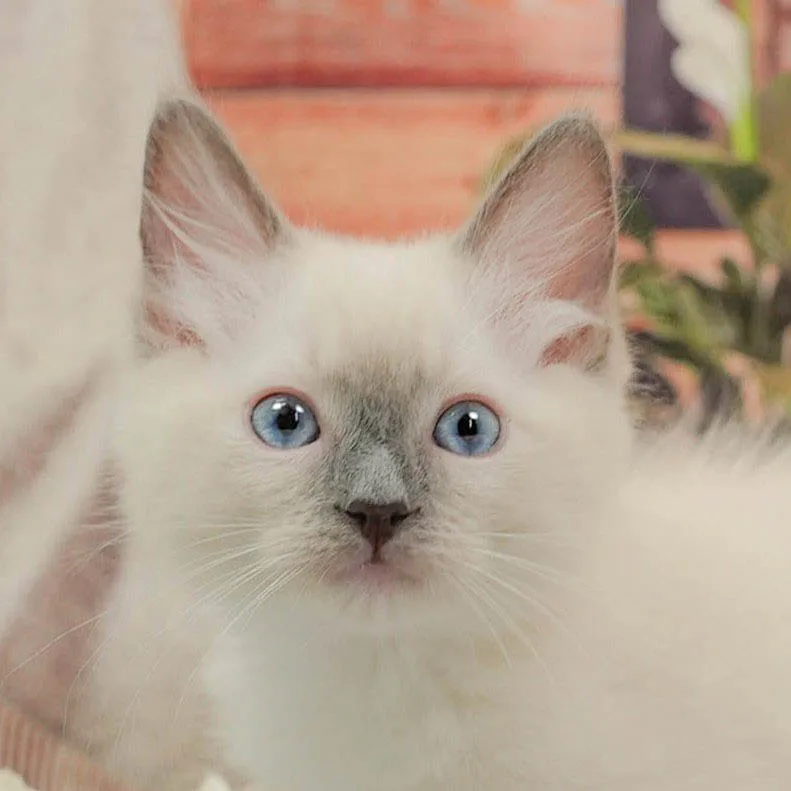 ラグドールの子猫 オス ブルーポイントミテッド