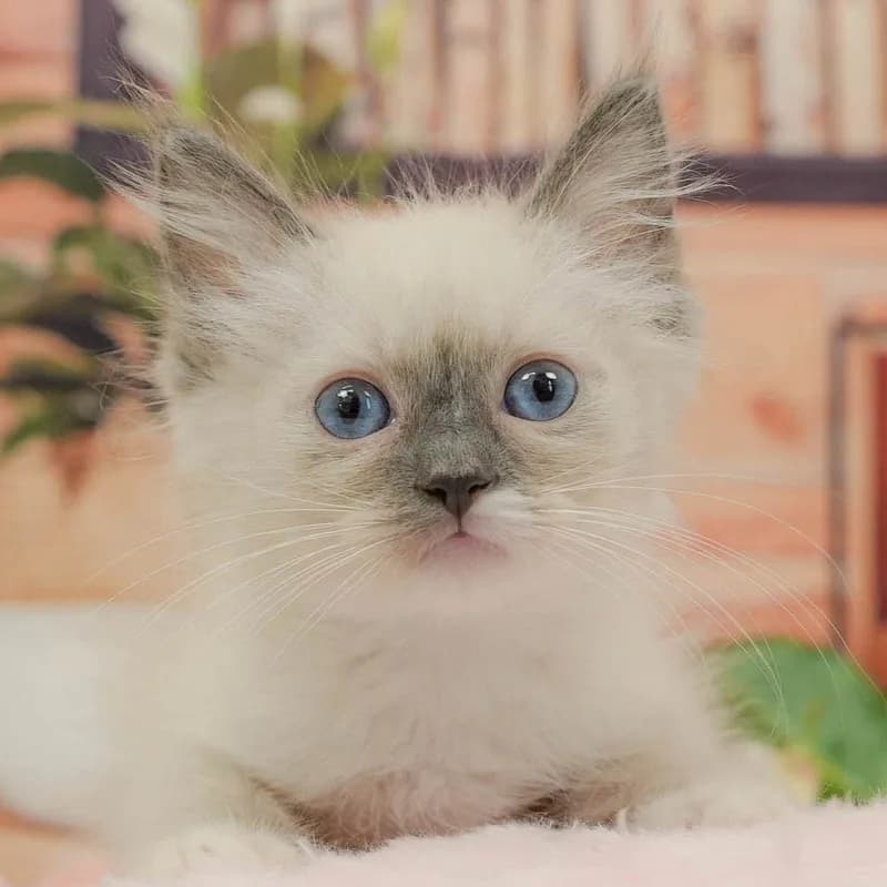 ラグドールの子猫 オス ブルーポイントミテッド - パピーヴィレッジ ユリカモメ - 写真1