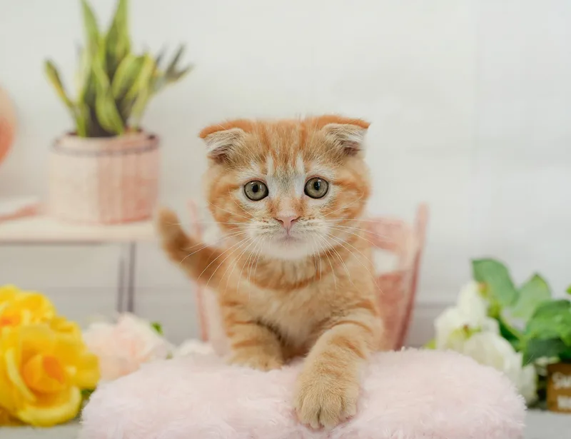 スコティッシュフォールドの子猫 オス レッドタビー