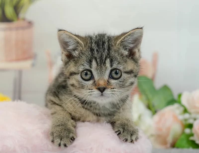 スコティッシュフォールドの子猫 オス ブラウンタビー