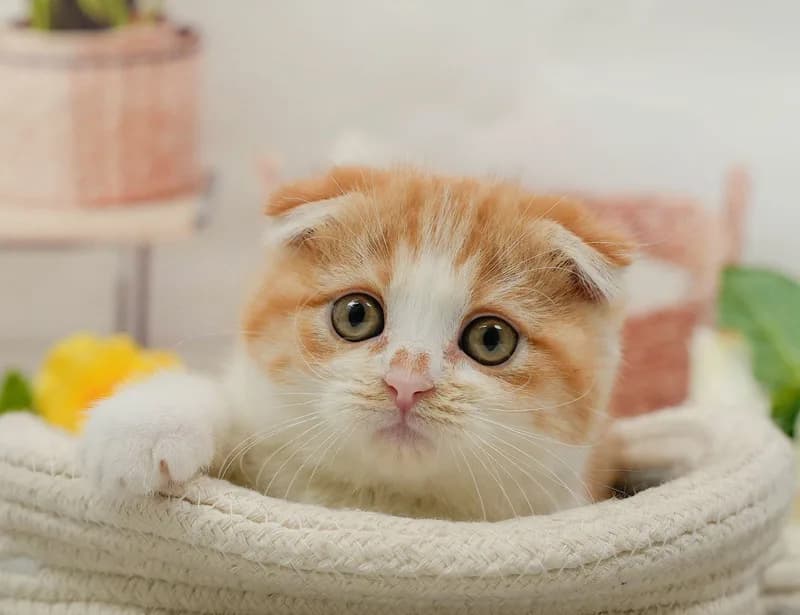 スコティッシュフォールドの子猫 オス レッドタビー&ホワイト
