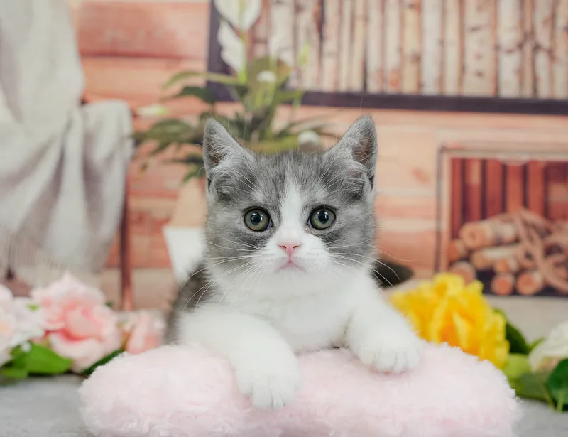 マンチカンの子猫 オス ブルー&ホワイト - パピーヴィレッジ ユリカモメ - 写真1