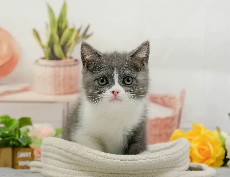 マンチカンの子猫 オス ブルー&ホワイト