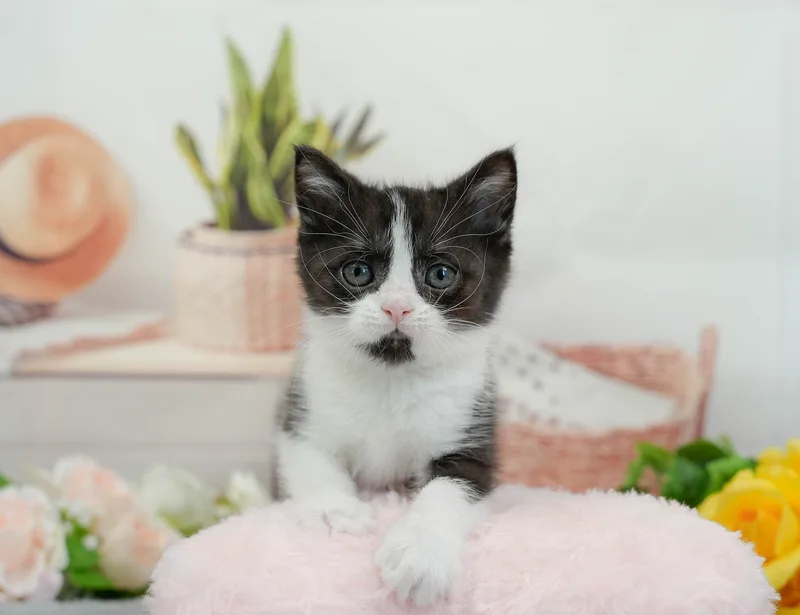 マンチカンの子猫 オス ブラック&ホワイト