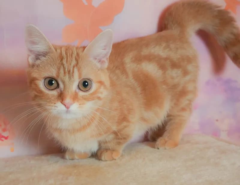 マンチカンの子猫 メス レッドタビー - パピーヴィレッジ チドリ - 写真1