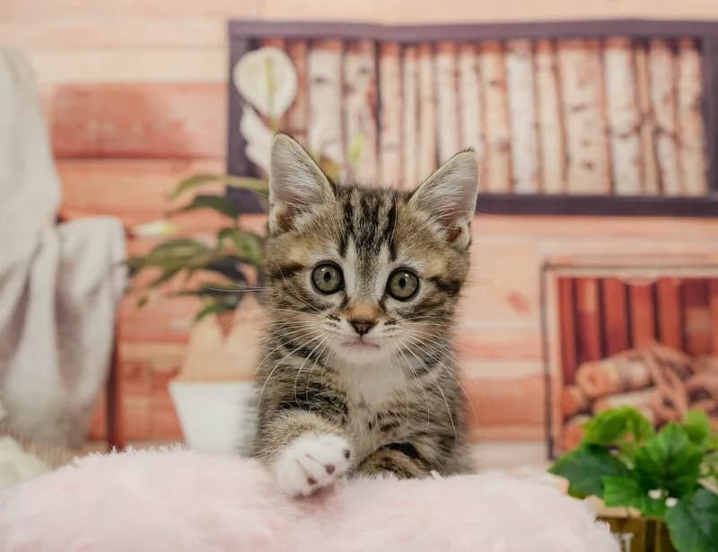 マンチカンの子猫 オス ブラウンタビー&ホワイト