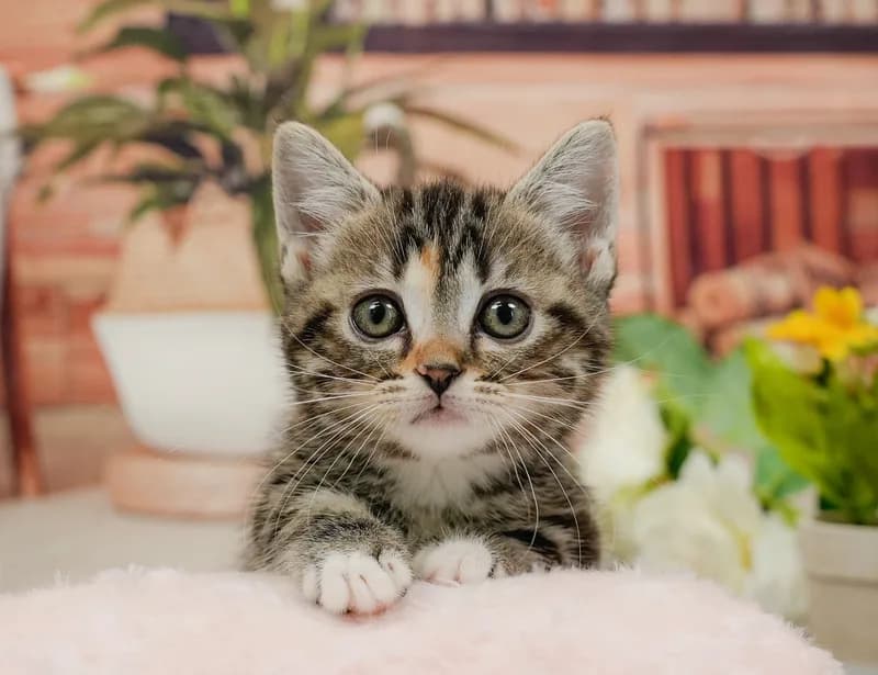 マンチカンの子猫 メス ブラウンパッチドタビー&ホワイト - パピーヴィレッジ ユリカモメ - 写真1