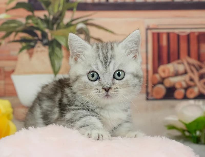 ミヌエットの子猫 メス シルバータビー - パピーヴィレッジ ユリカモメ - 写真1