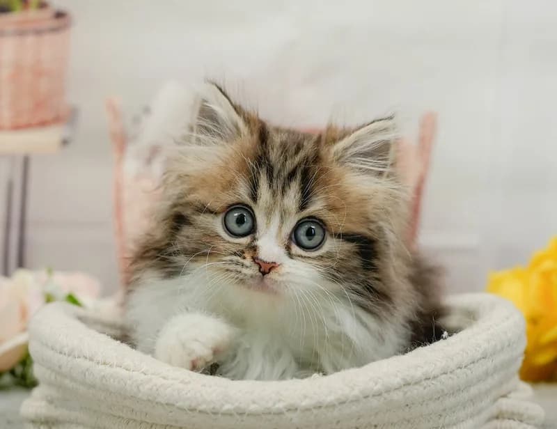 ミヌエットの子猫 オス ブラウンパッチドタビー&ホワイト