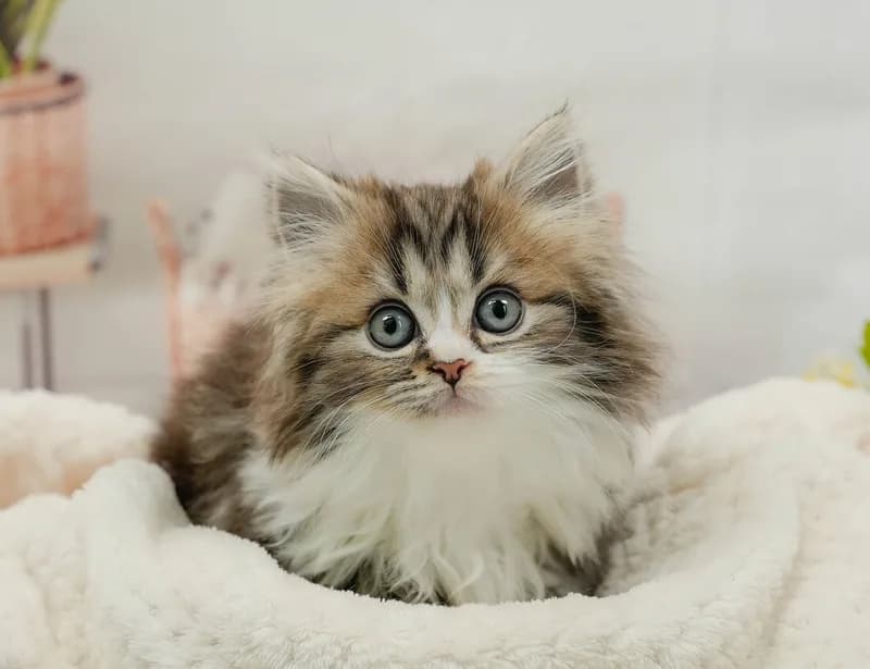 ミヌエットの子猫 オス ブラウンタビー&ホワイト