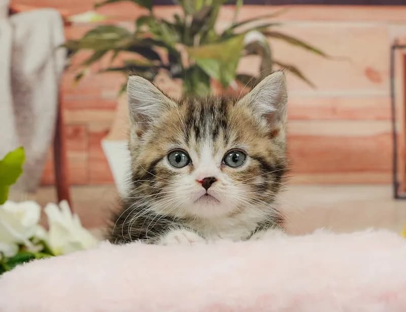 ミヌエットの子猫 オス ブラウンパッチドタビー&ホワイト