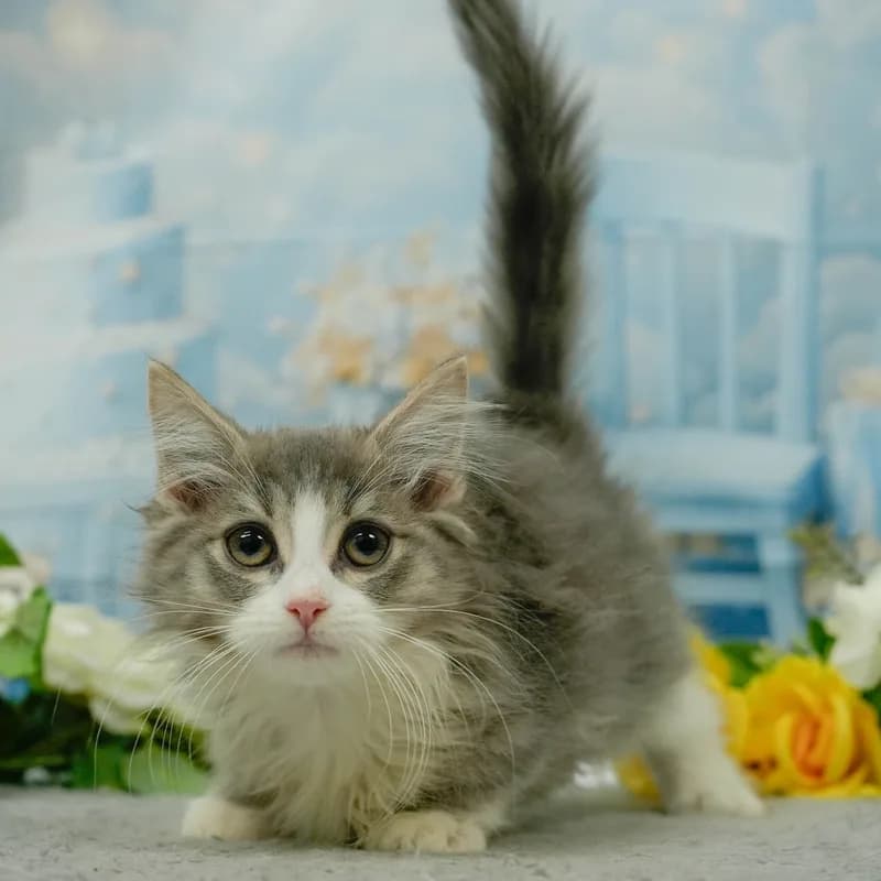 ノルウェージャンフォレストキャットの子猫 オス ブルータビー&ホワイト - パピーヴィレッジ ユリカモメ - 写真1