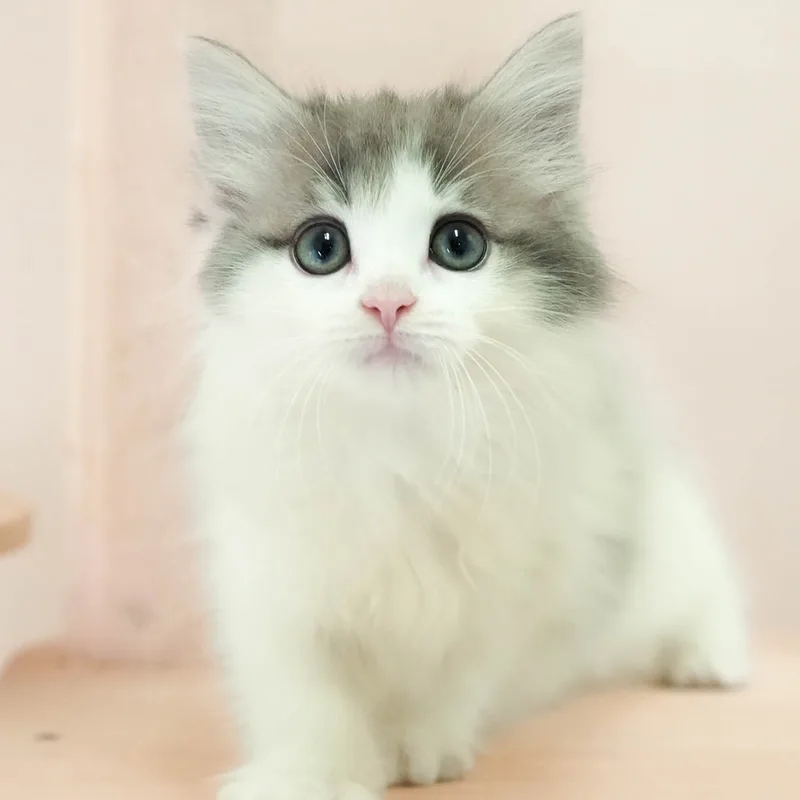 ノルウェージャンフォレストキャットの子猫 メス ブルータビー&ホワイト - パピーヴィレッジ シラコバト - 写真1