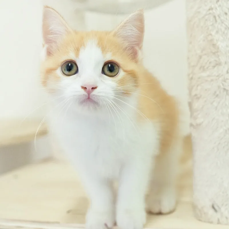 マンチカンの子猫 メス レッドタビー&ホワイト - パピーヴィレッジ シラコバト - 写真1
