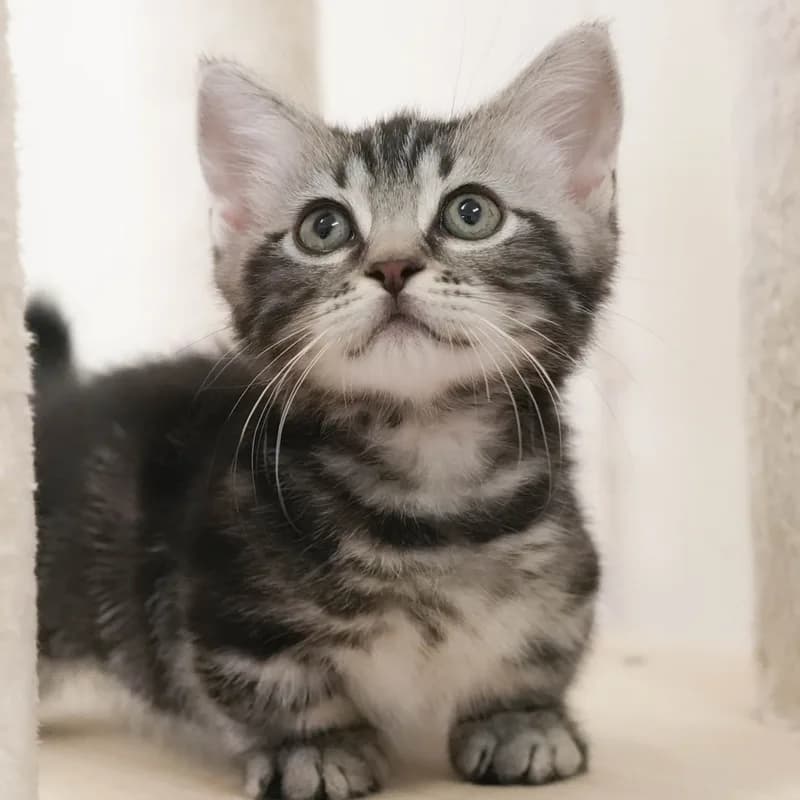 マンチカンの子猫 オス シルバータビー - パピーヴィレッジ シラコバト - 写真1