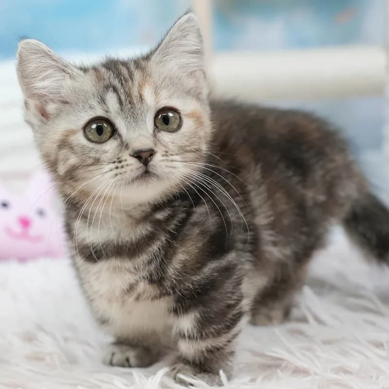 マンチカンの子猫 メス シルバーパッチドタビー - パピーヴィレッジ シラコバト - 写真1