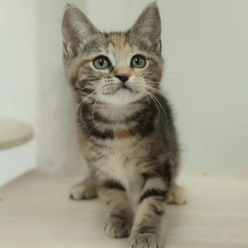 マンチカンの子猫 メス ブラウンパッチドタビー